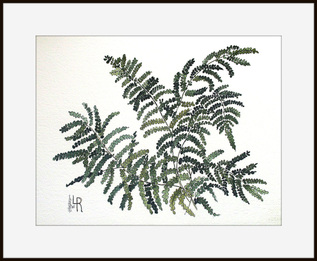 maidan hair fern watercolor