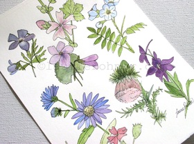 wildflower Study